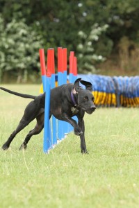 weaving canix dog